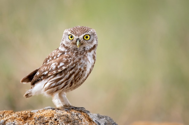 Chouette chevêche (Athene noctua) assis sur une pierre et attend avec impatience