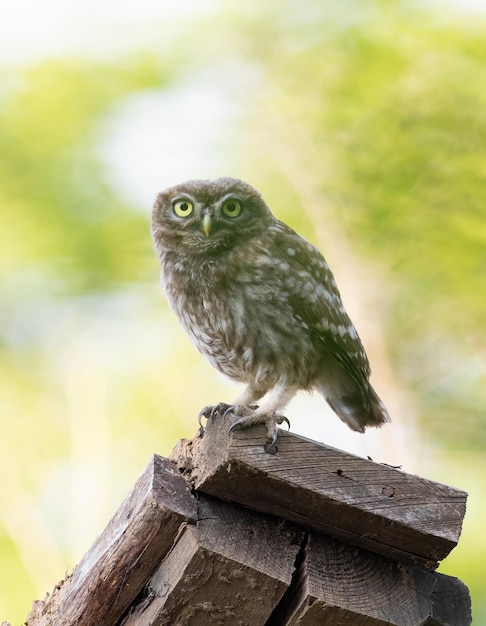 Chouette chevêche Athene noctua Un jeune oiseau est assis sur une planche sur le toit d'une maison