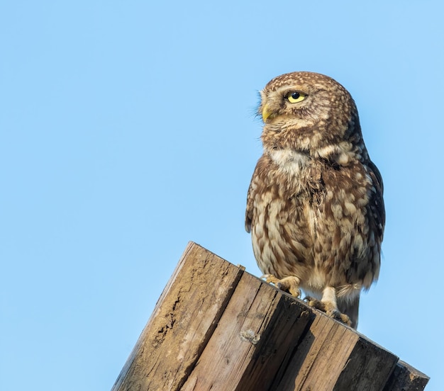 Chouette chevêche Athene noctua Un oiseau se dresse sur les planches et regarde au loin