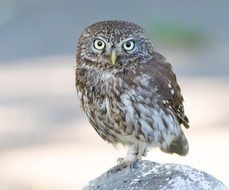 Photo chouette chevêche athene noctua un oiseau se dresse sur un rocher et se penche sur l'objectif pris en gros plan