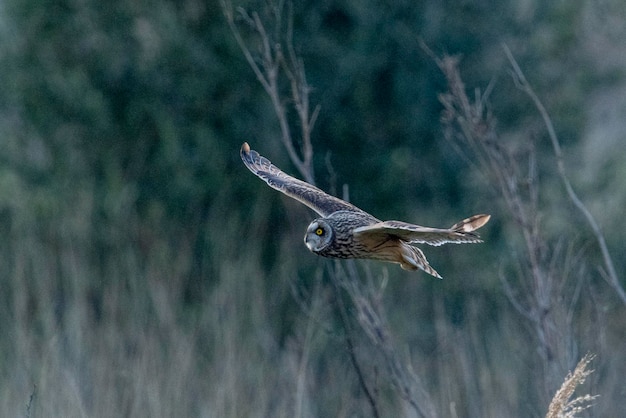 Chouette courte Asio flammeus Malaga Espagne