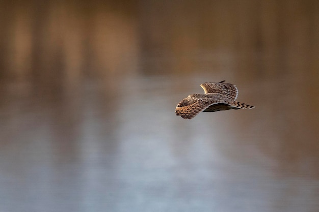 Chouette courte Asio flammeus Malaga Espagne