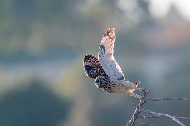 Chouette courte Asio flammeus Malaga Espagne