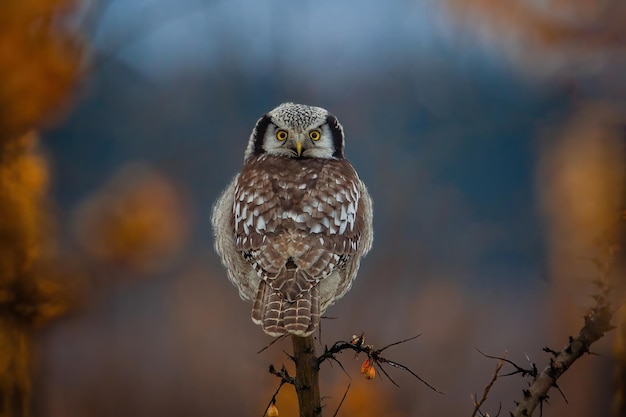 Photo la chouette épervière ou chouette épervière (surnia ulula)