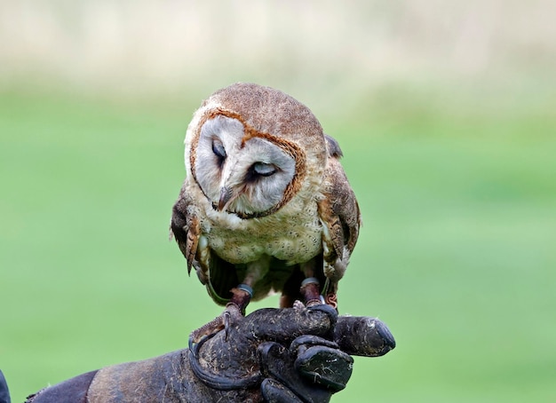 Chouette face cendrée à un centre d'oiseaux de proie dans le Yorkshire