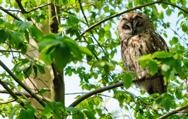 Chouette lapone Strix nebulosa sur l'arbre à la forêt