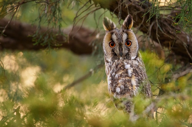 Chouette à longues oreilles (Asio otus)