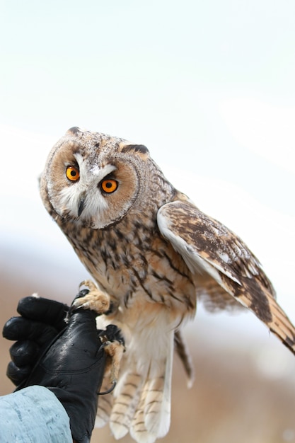 Chouette à longues oreilles rendue au champ pour voler et chasser. Animal apprivoisé. Asio otus