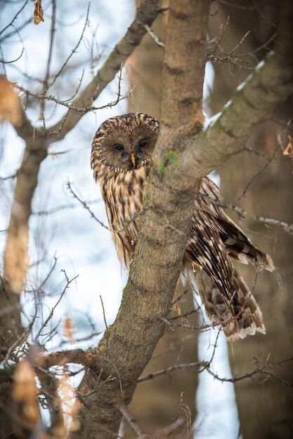 Chouette de l'Oural calme assis sur un arbre en hiver