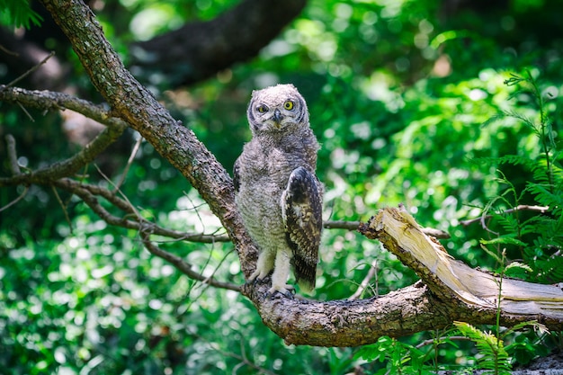 Chouette tachetée assis sur une branche d'arbre à Cape Town, Afrique du Sud