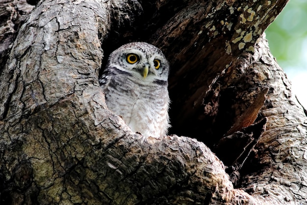 Chouette tachetée Athene brama Oiseau dans un arbre creux