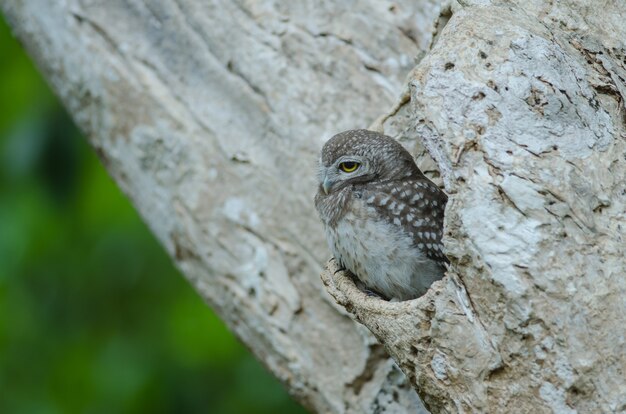 Chouette tachetée (Athene brama)