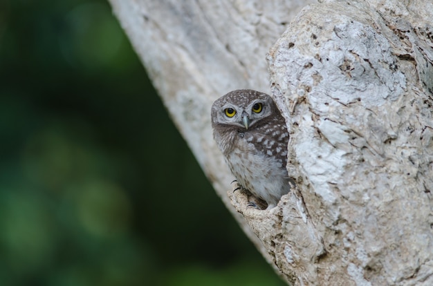 Chouette tachetée (Athene brama)