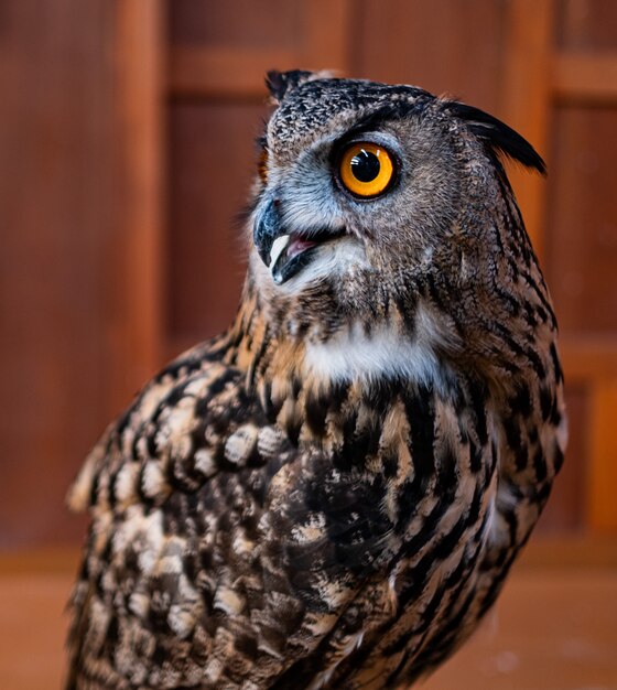 Chouette visage closeup, nature animal