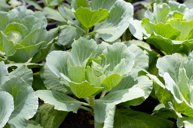 Choux Gren poussant dans des pots