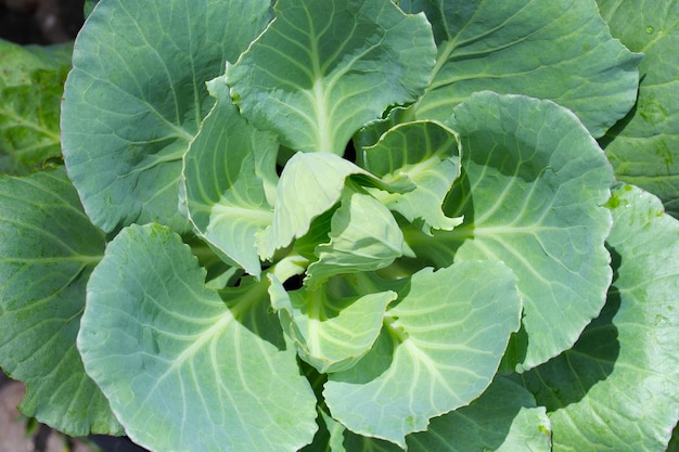 Choux Gren poussant dans des pots