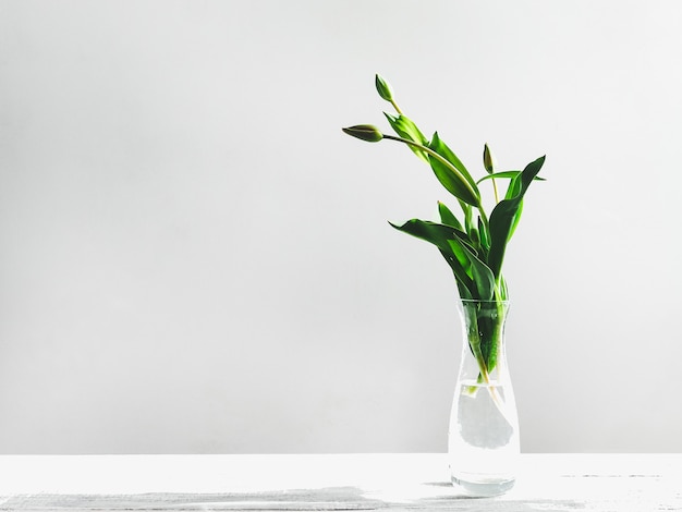 Choux de jeunes tulipes