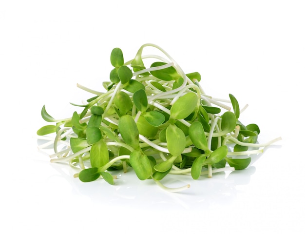 Choux de tournesol jeunes verts isolés sur fond blanc