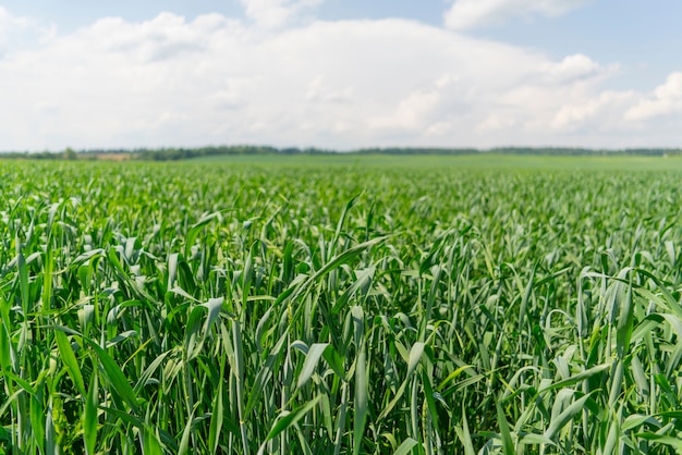 Choux Verts Sur Le Champ Agricole.