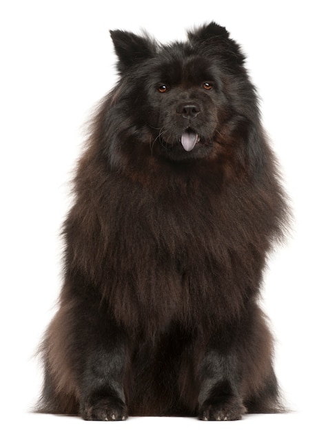 Chow Chow, 2 ans, assis