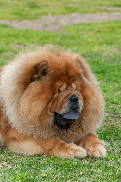 Chow chow chien de race pure couleur marron