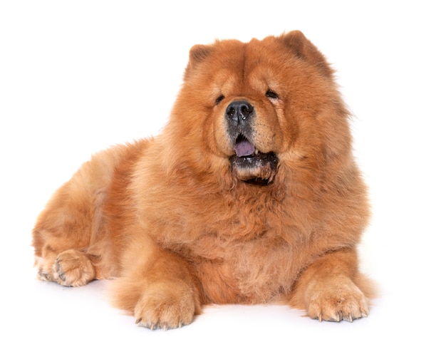 Photo chow chow chien