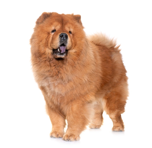 Chow Chow Chien