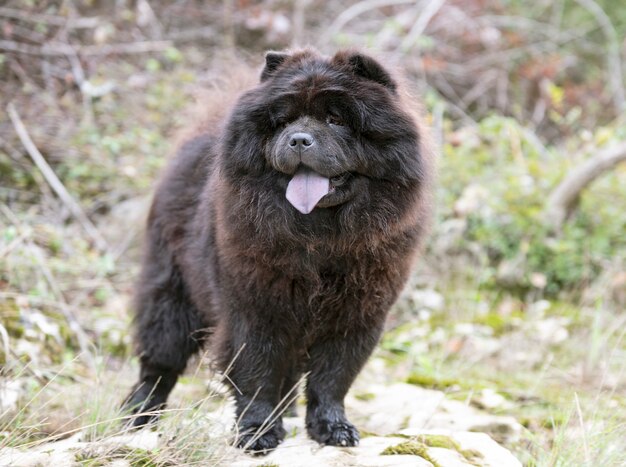 Chow chow dans la nature