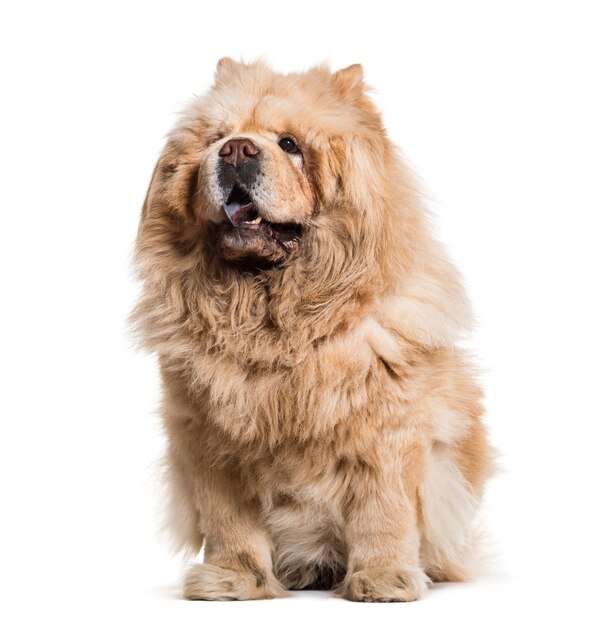 Chow chow dog, 8 ans, assis sur fond blanc