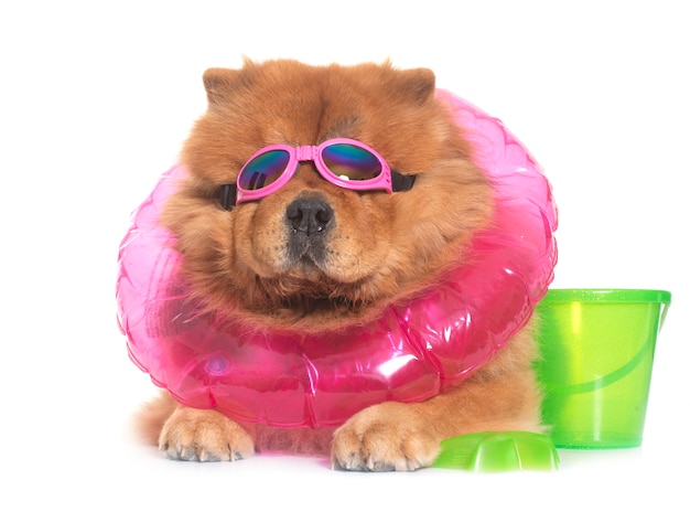 chow chow dog en été