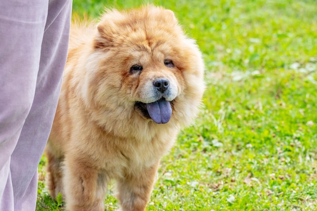 Chow chow dog lors d'une promenade dans le parc près de sa maîtresse