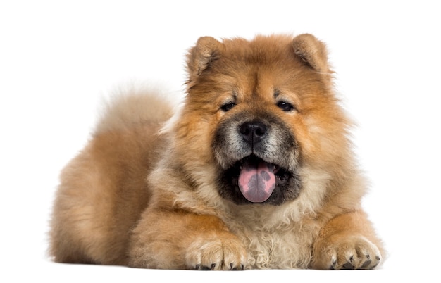 Chow Chow haletant