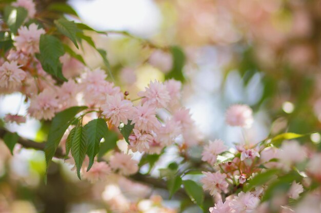 Chrerry arbre Sakura au printemps en pleine floraison. Belle scène de nature printanière avec un arbre en fleurs rose