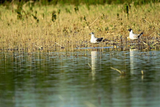 Chroicocephalus ridibundus - La mouette rieuse est une espèce d'oiseau caradriforme des Laridés