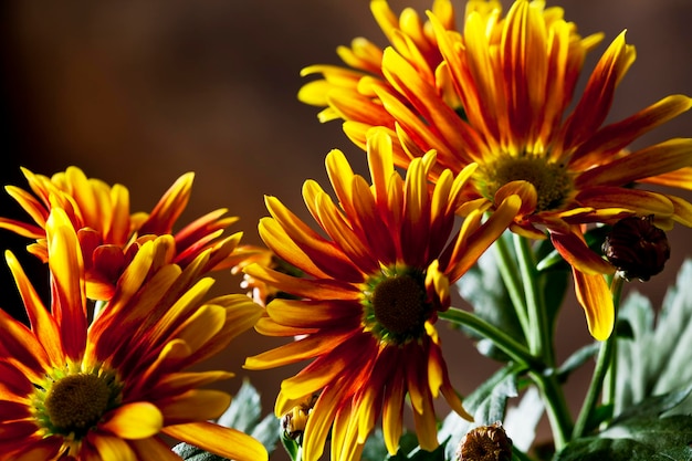 Chrysanthème bicolore