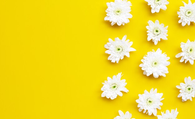 Chrysanthème blanc sur fond jaune.