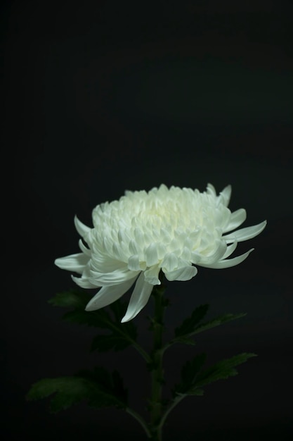 Chrysanthème blanc sur fond noir