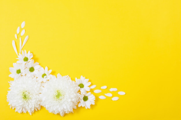 Chrysanthème blanc sur fond de papier jaune