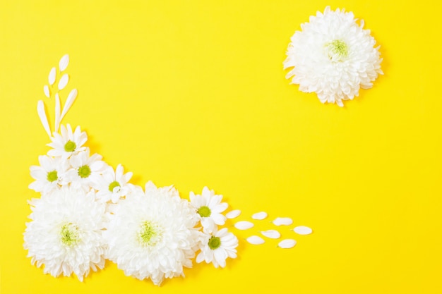 Chrysanthème blanc sur fond de papier jaune