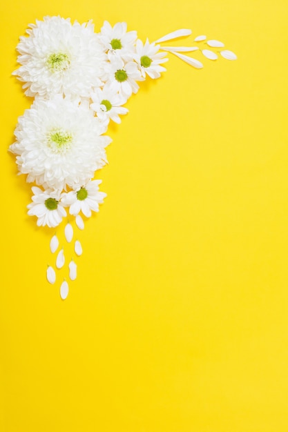 Chrysanthème blanc sur fond de papier jaune