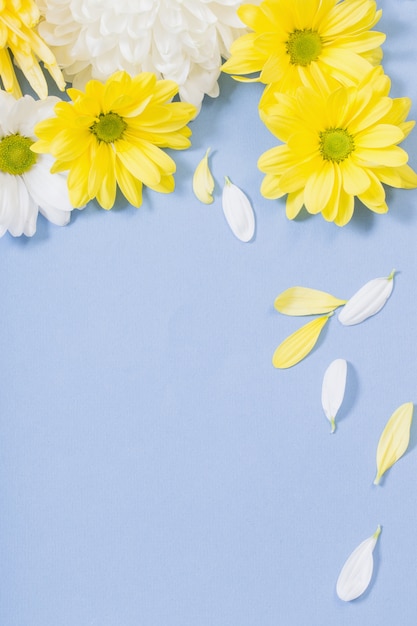 Chrysanthème blanc et jaune sur fond de papier bleu