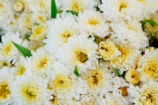 Chrysanthème blanc sur le marché.