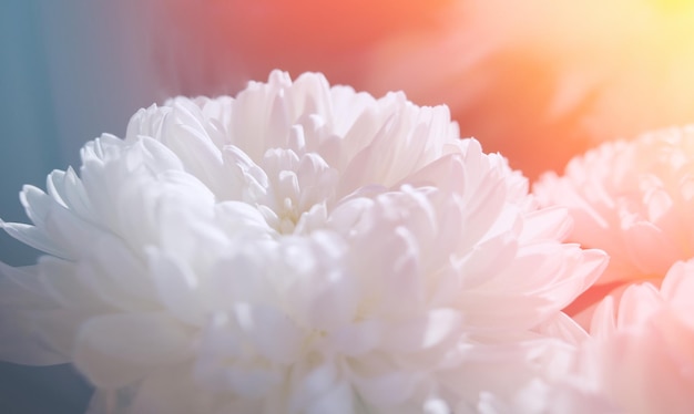 Chrysanthème blanc pendant la toile de fond de fleur de fleur