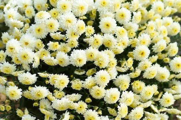 Chrysanthème blanc Ursula close up