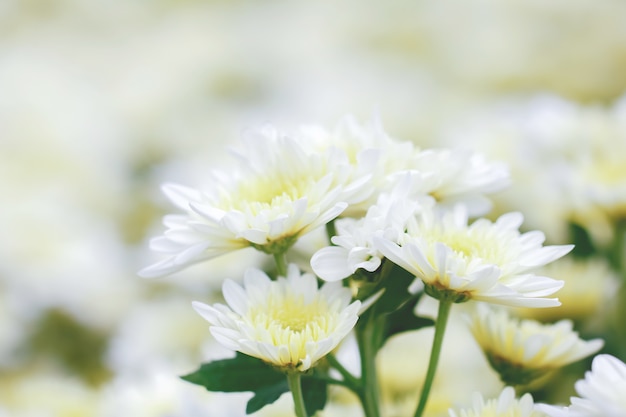 Chrysanthème blanc