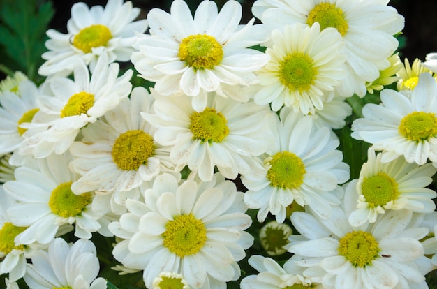 Chrysanthème blanc