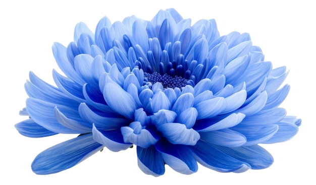 Le chrysanthème bleu