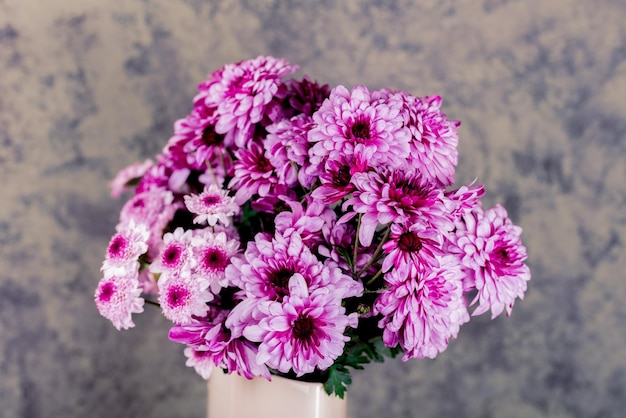 Chrysanthème Bouquet de fleurs de chrysanthème rose et pointes blanches sur leurs pétales