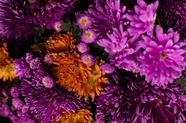 Chrysanthème coréen. Arrière-plan avec floraison de chrysanthèmes.