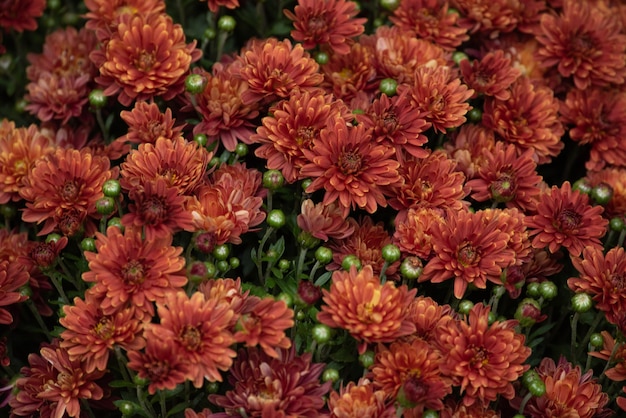 Chrysanthème coréen orange rouge.